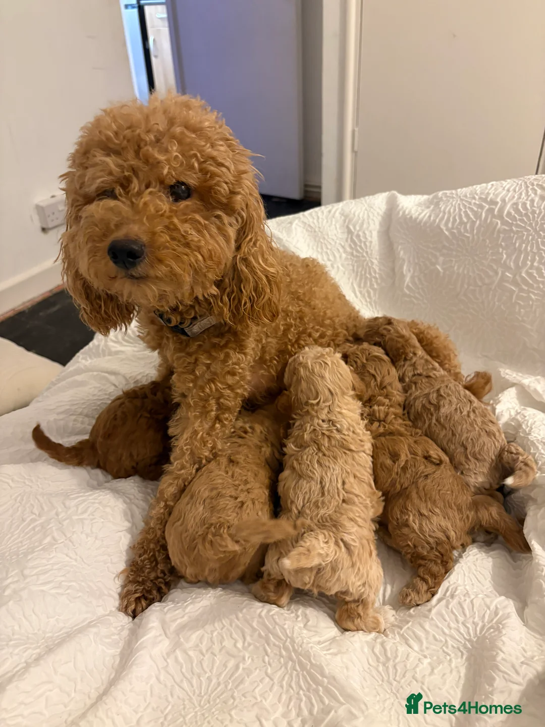 Toy Poodle dogs for sale: 5 cute curly red and apricot toy poodle puppies  - Advert 11