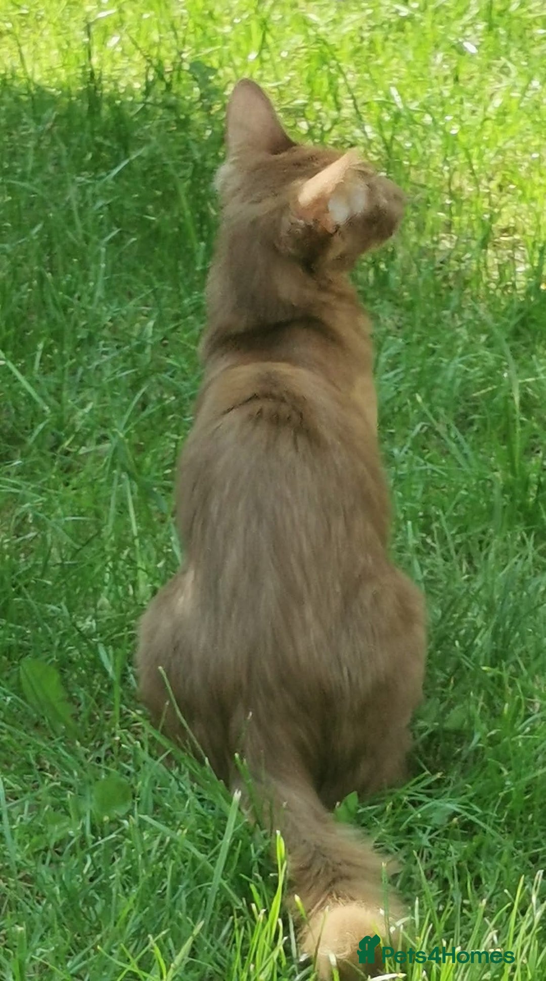 Oriental cats for sale: Stunning Cinnamon Oriental Longhair boy - Advert 8