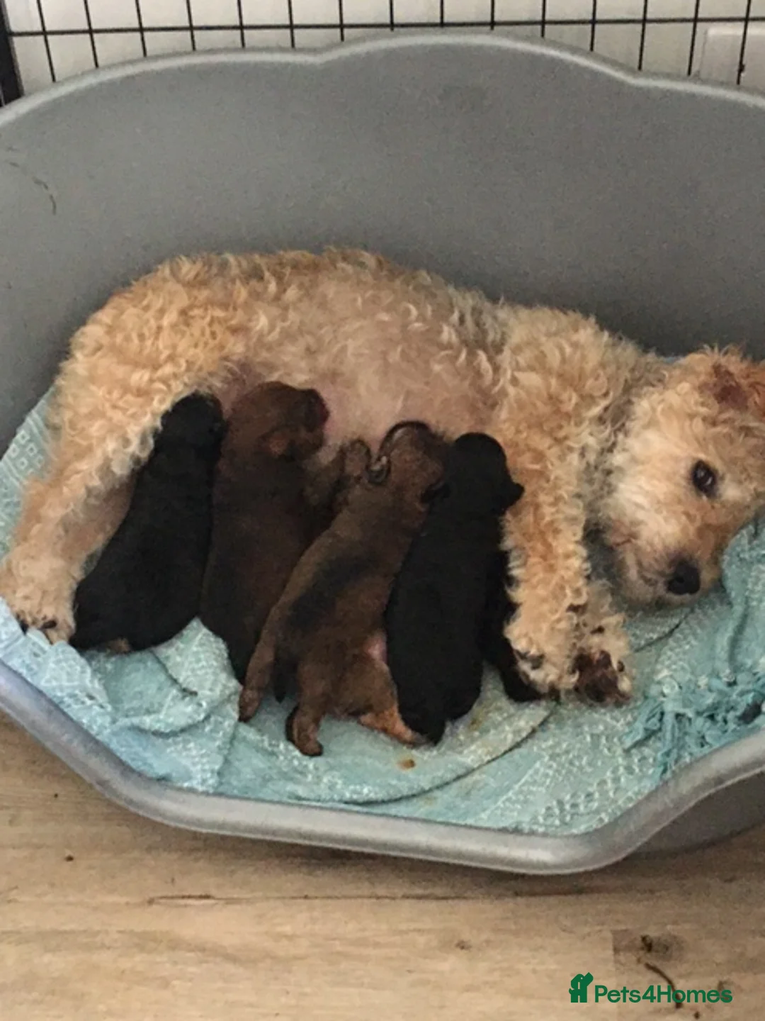 Mixed Breed dogs for sale: lakeypoo in Darlington - Advert 4