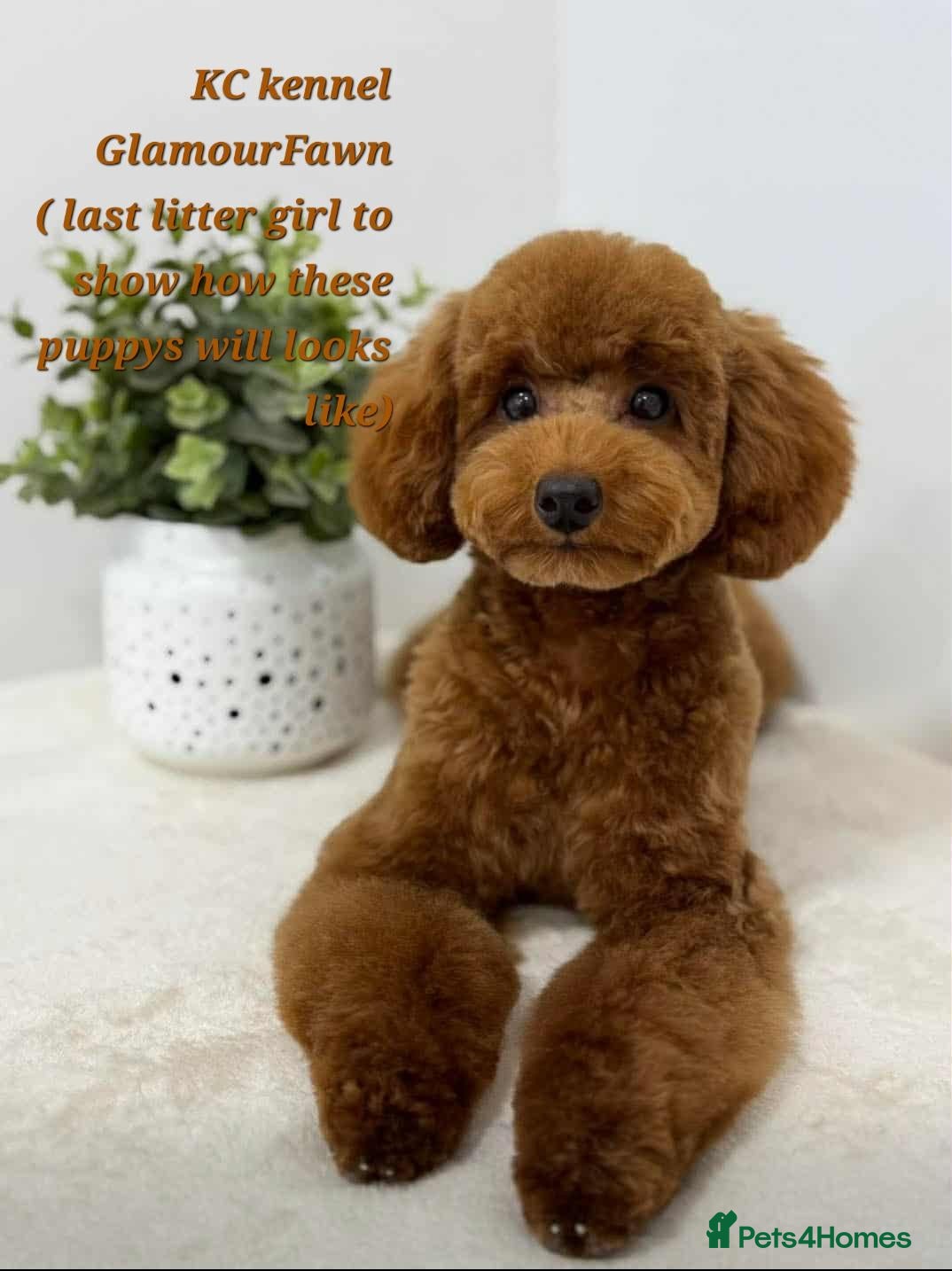 Toy Poodle dogs CH blood line, red toy poodles, Crufts  - Advert 2