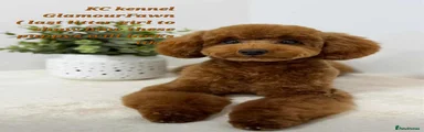 Toy Poodle Puppy 1