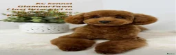 Toy Poodle dogs for sale: CH blood line, red toy poodles, Crufts  - Advert 2