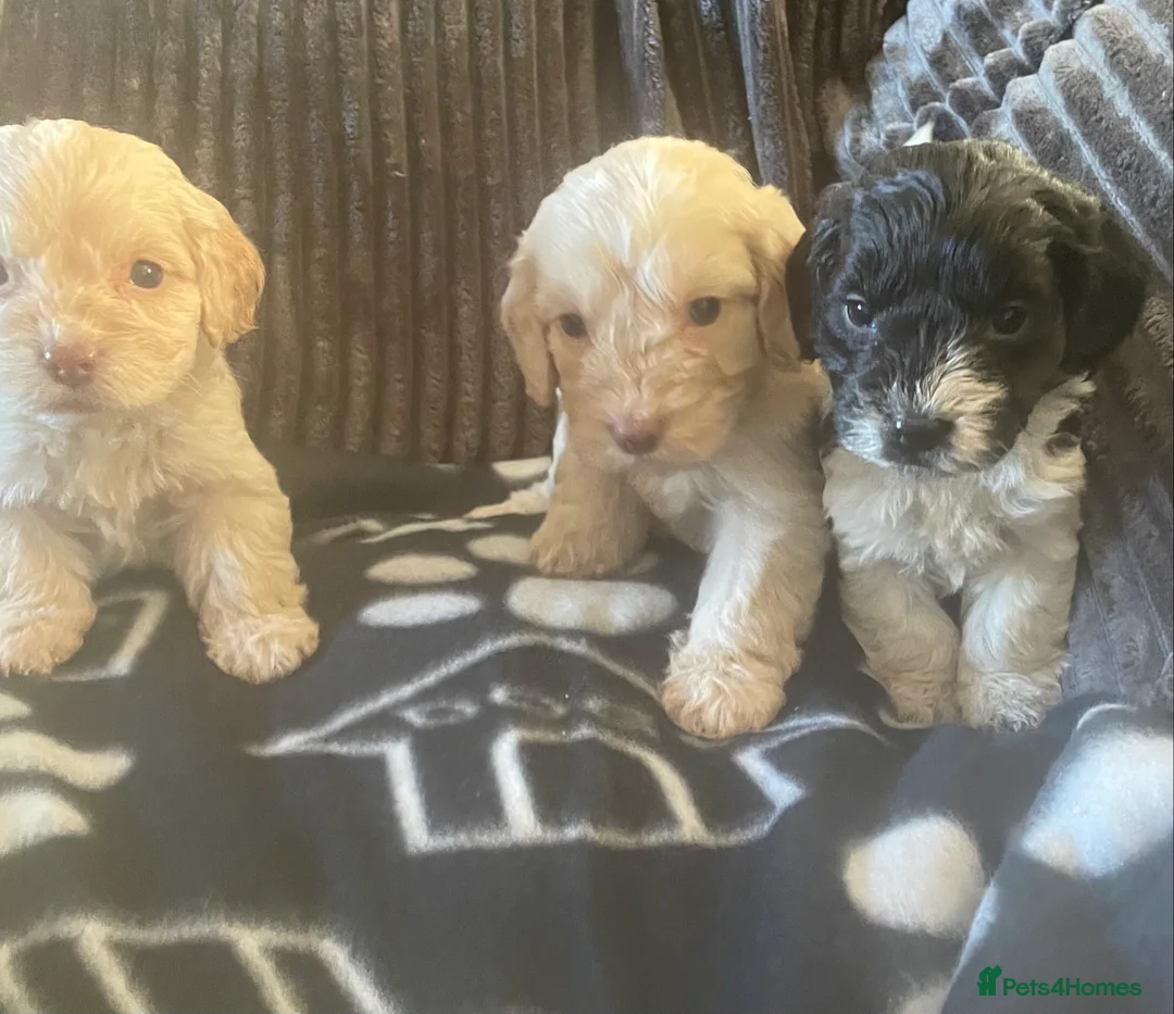 Cockapoo dogs for sale: Toy cockapoo puppies  - Advert 4