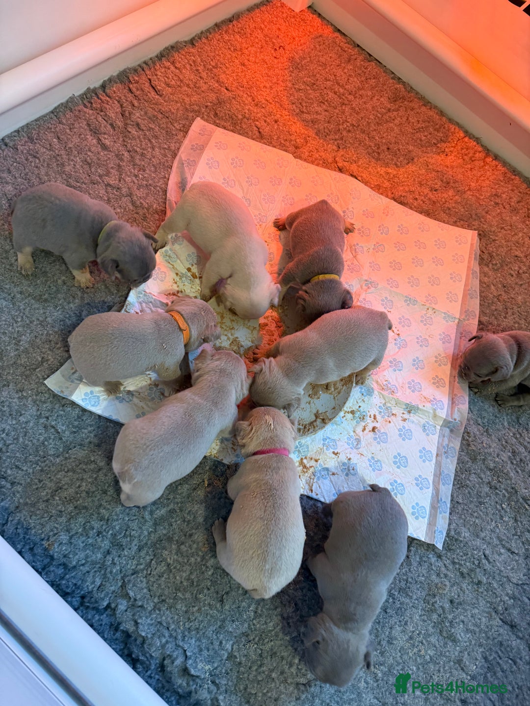 French Bulldog dogs for sale: French Bulldog Puppies  - Advert 23