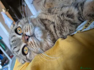 Exotic cats Exotic Shorthair, Looped Ears, Loving Boy - Advert 12