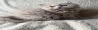 British Shorthair 1