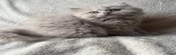 British Shorthair cats for sale: GCCF BSH & BLH KITTENS  - Advert 6