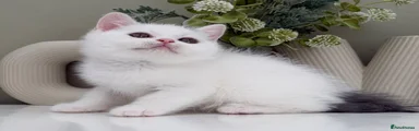 British Shorthair 5