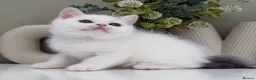 British Shorthair cats for sale: Stunning British Shorthair kittens  - Advert 30