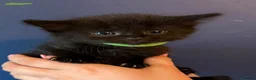 Mixed Breed cats for sale: Mixed Breed Of Black Kittens  in Coventry - Advert 2