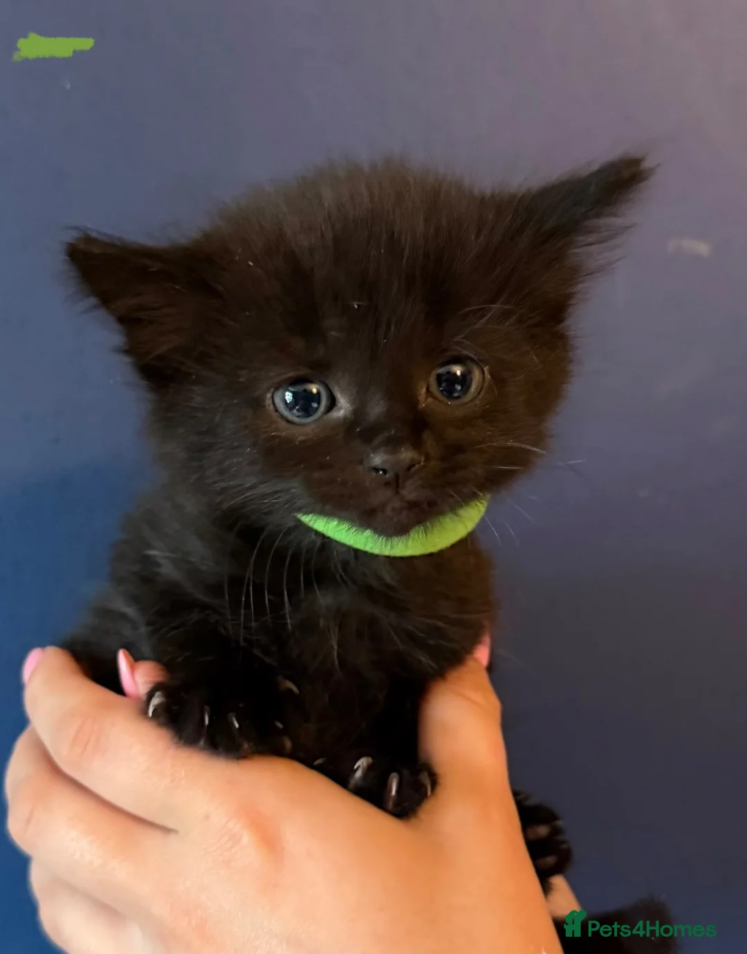 Mixed Breed cats for sale: Mixed Breed Of Black Kittens  in Coventry - Advert 2