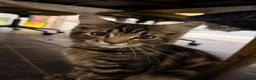 Mixed Breed cats for sale: Two fluffy mixed breed tabbies ready now - Advert 10