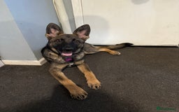 German Shepherd dogs for sale: German shepherd puppie looking for a new home  in Cambridge - Image 21