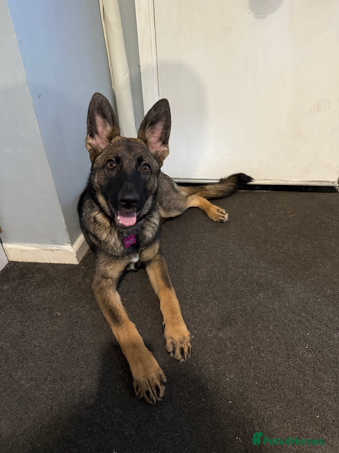 German Shepherd dogs for sale: German shepherd puppie looking for a new home  in Cambridge - Image 21