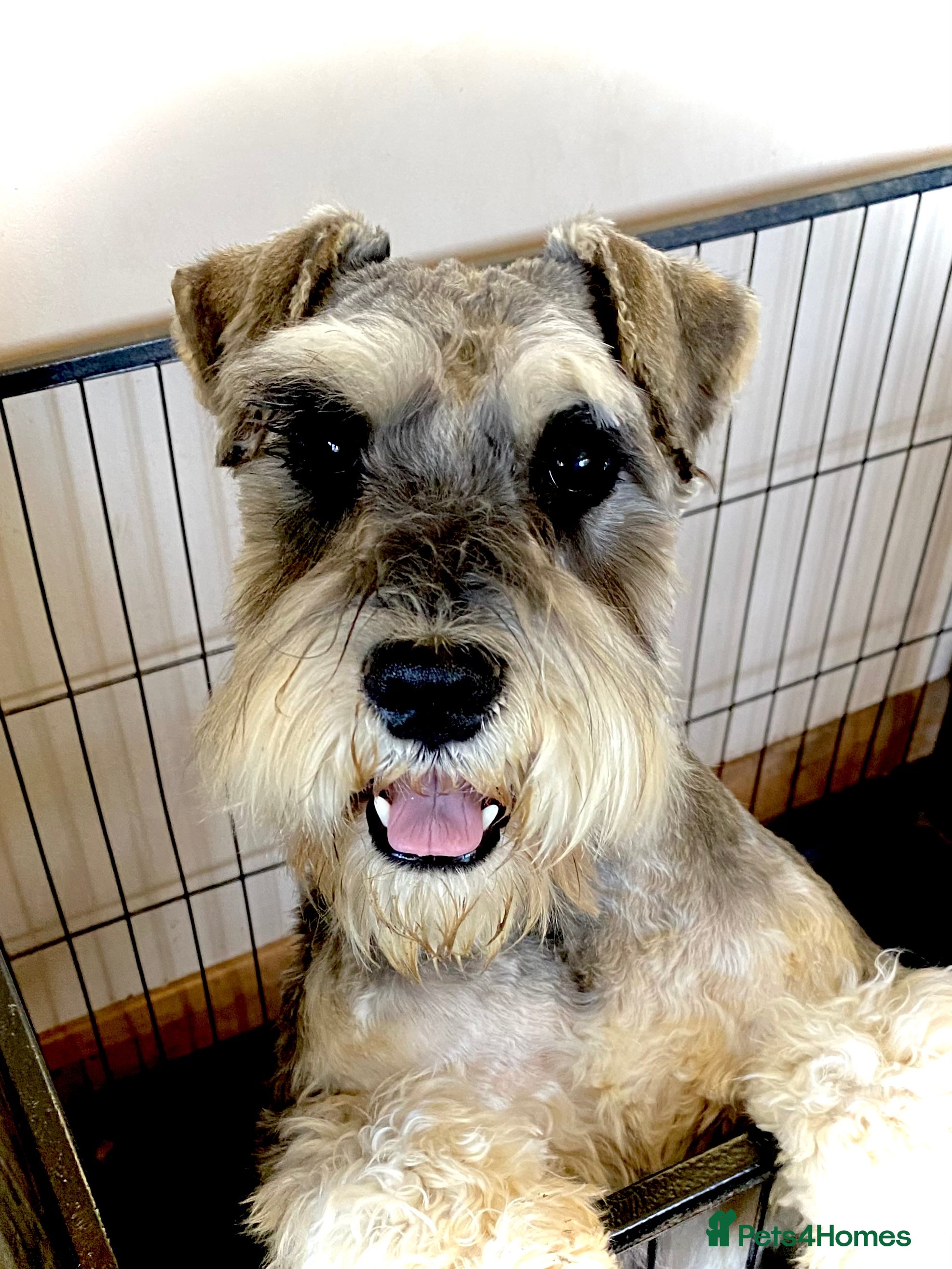 Miniature Schnauzer dogs Handsome miniature schnauzer stud eye/mac clear in Rayleigh - Advert 2
