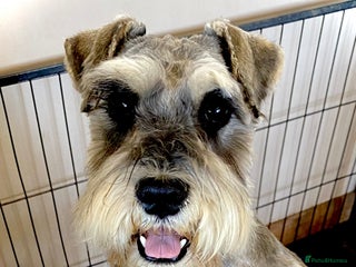 Miniature Schnauzer dogs in Rayleigh - Advert 4