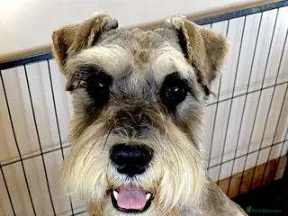 Miniature Schnauzer dogs Handsome miniature schnauzer stud eye/mac clear in Rayleigh - Advert 6