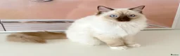 Ragdoll cats for sale: GCCF ACTIVE (FOR BREEDING) SEAL POINT MITTED GIRL - Advert 17