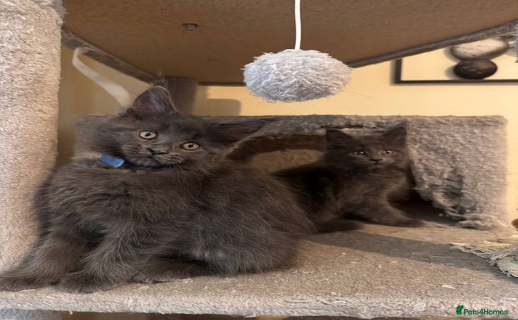 Maine Coon cats Pedigree TICA Registered Maine Coon Kittens - Advert 1