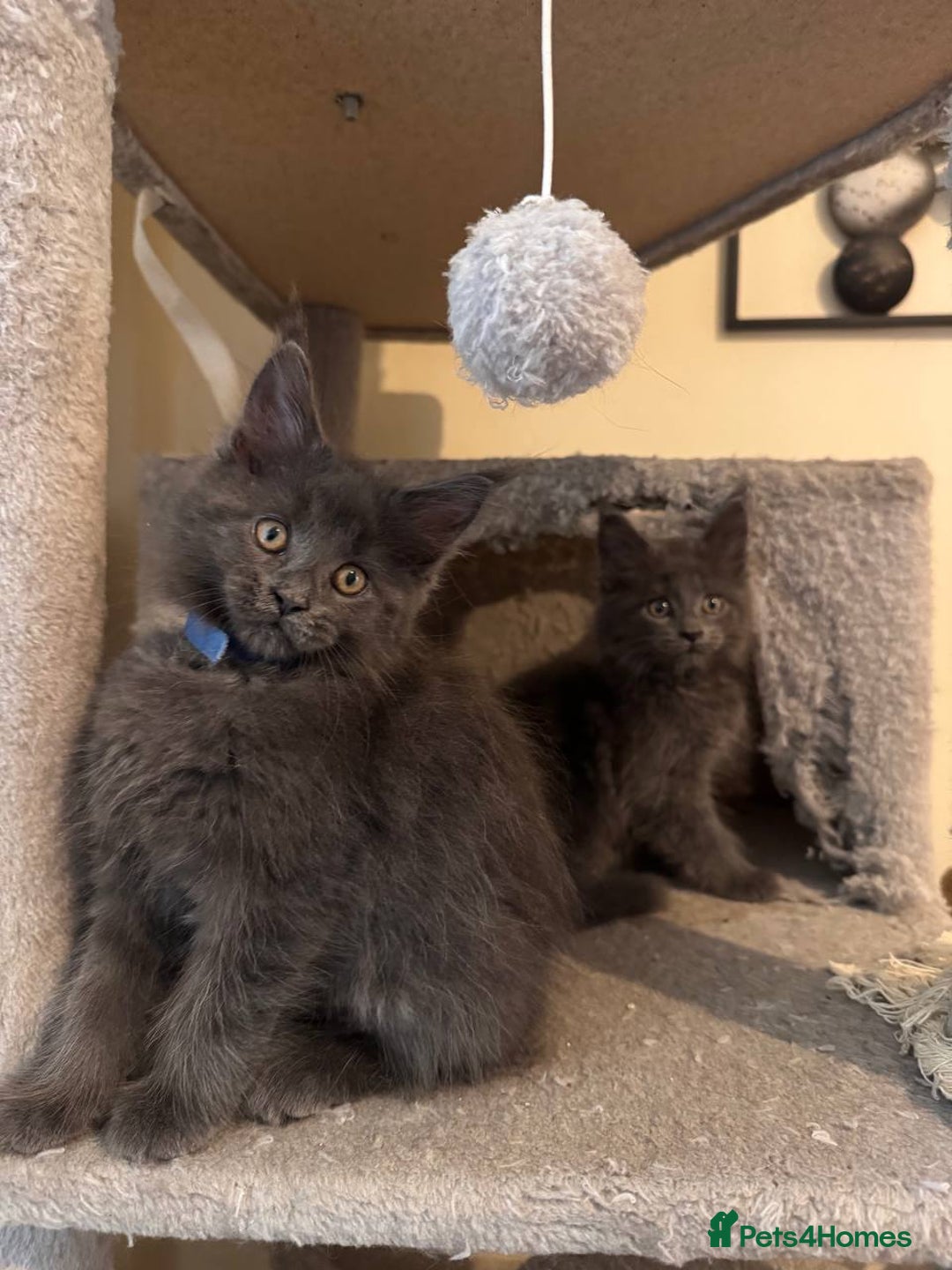 Maine Coon cats for sale: Upcoming Pedigree MaineCoonLitterReservations Open - Advert 6