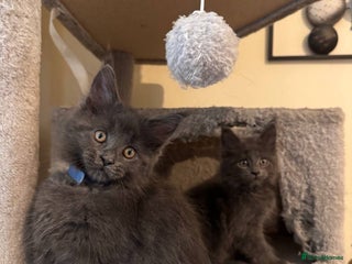 Maine Coon cats Pedigree TICA Registered Maine Coon Kittens - Advert 1