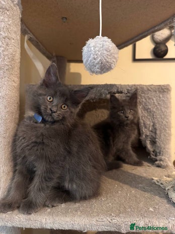Maine Coon cats Pedigree TICA Registered Maine Coon Kittens - Advert 1