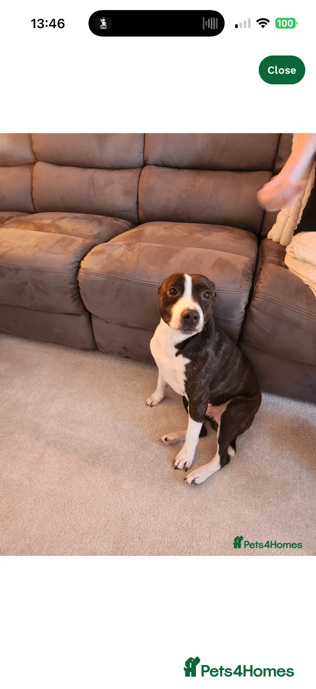 Mixed Breed dogs for sale: Eggsy - Advert 2