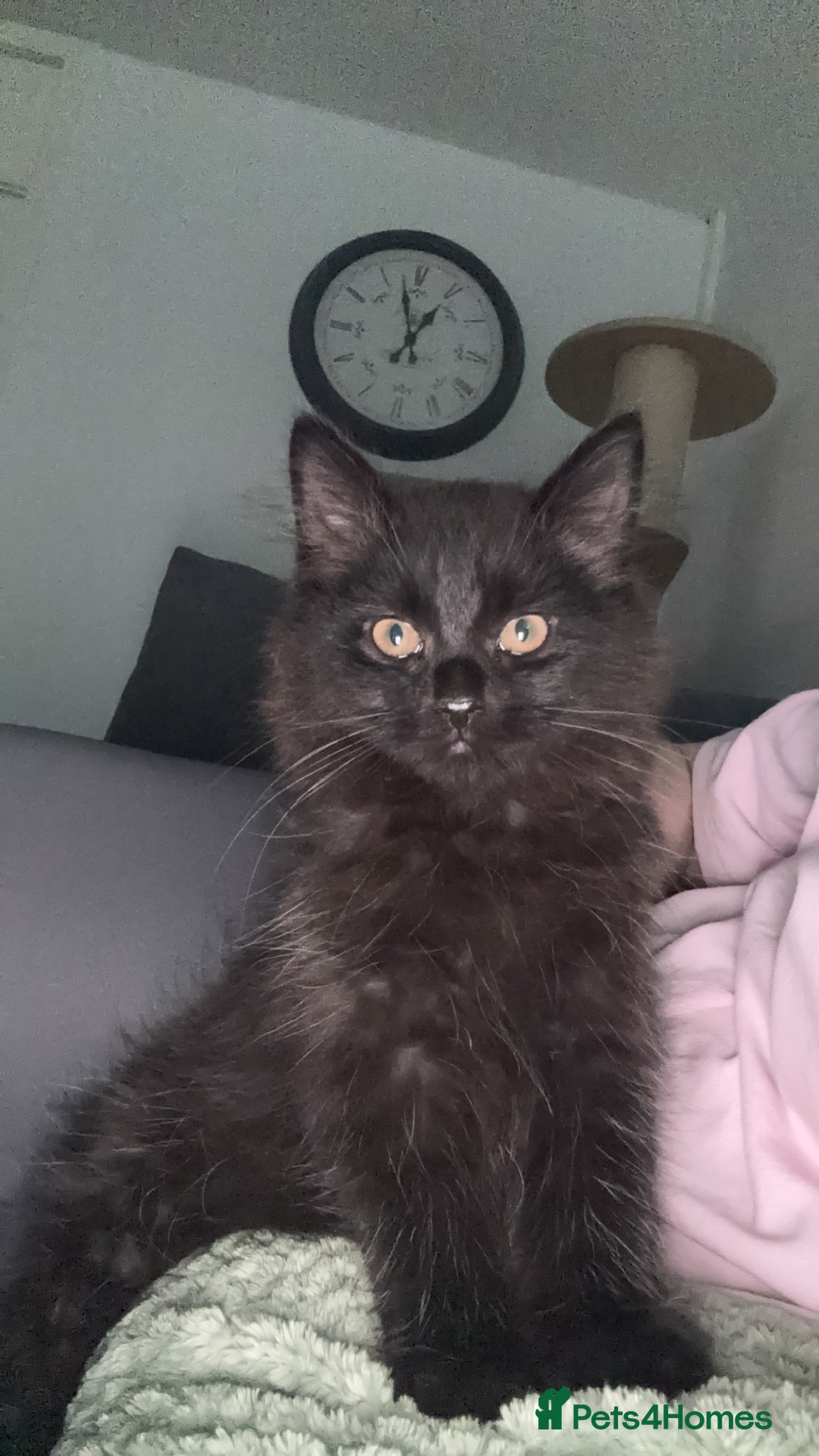 Mixed Breed cats for sale: Male moggy cat - Advert 6
