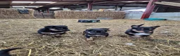 Mixed Breed dogs for sale: Working collie x kelpie puppies  - Advert 4