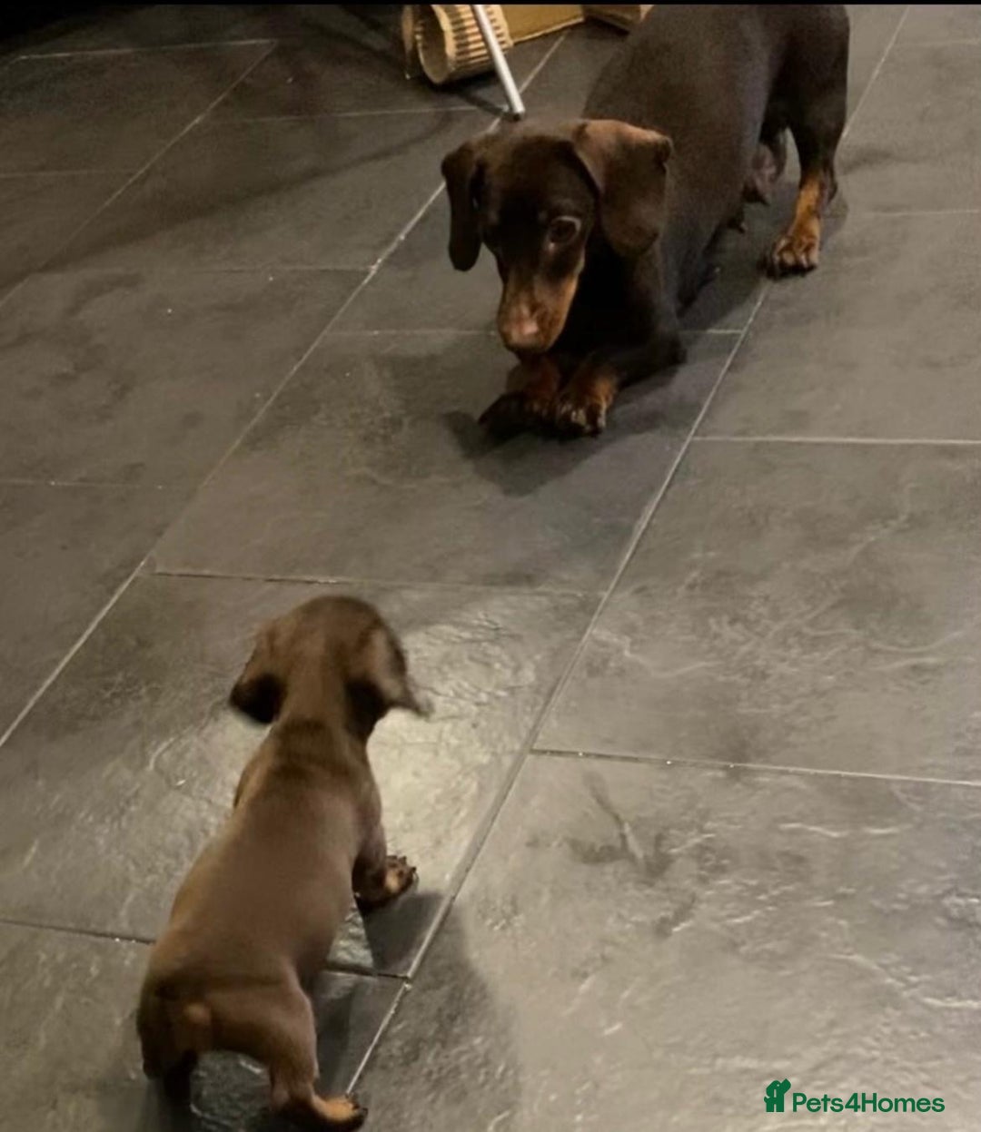 Miniature Dachshund dogs for sale: 5 kc reg PRA CLEAR MINI DACHSHUNDS - Advert 6