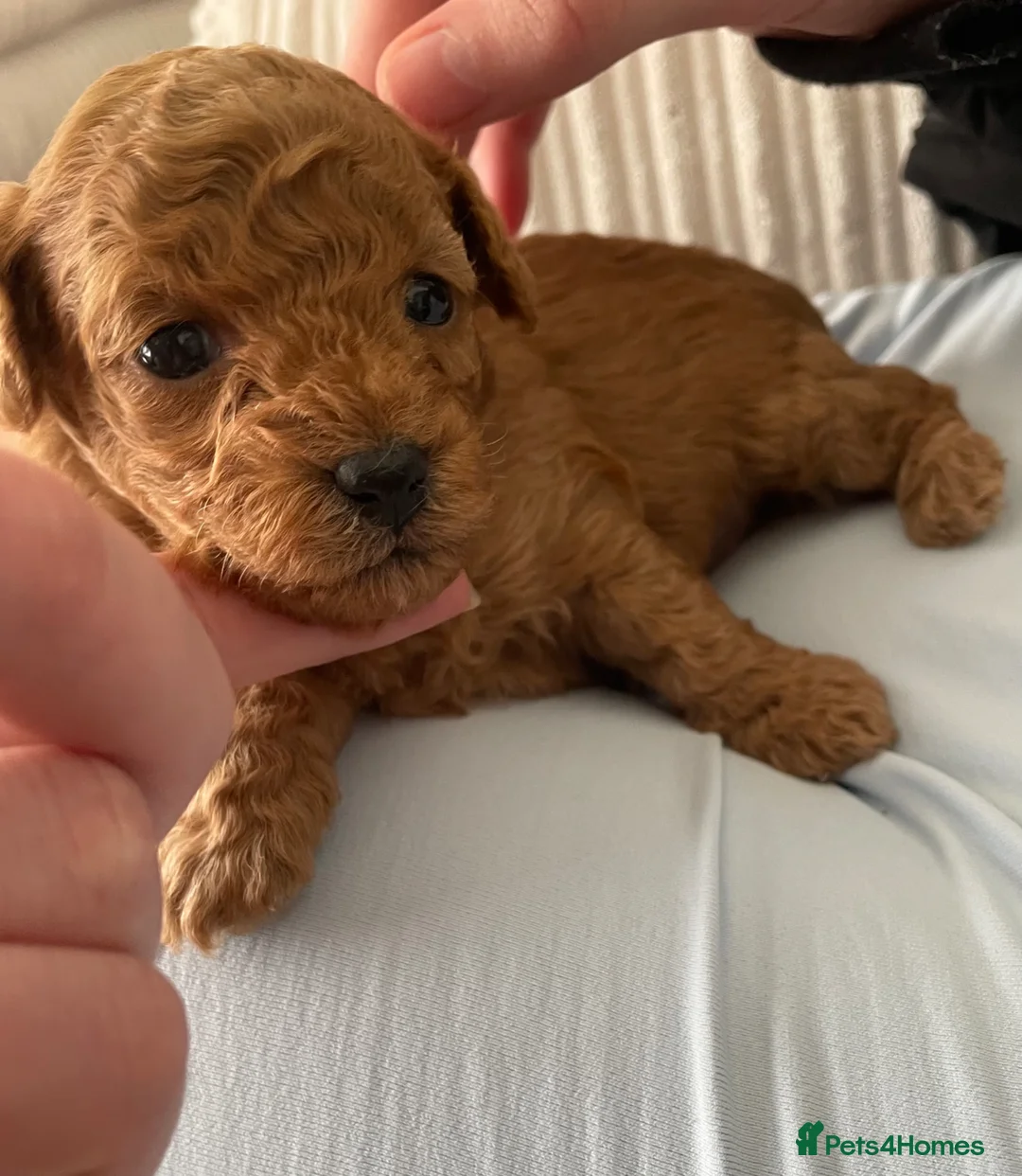 Maltipoo dogs for sale: Beautiful Maltipoo pups 🐾 - Advert 12