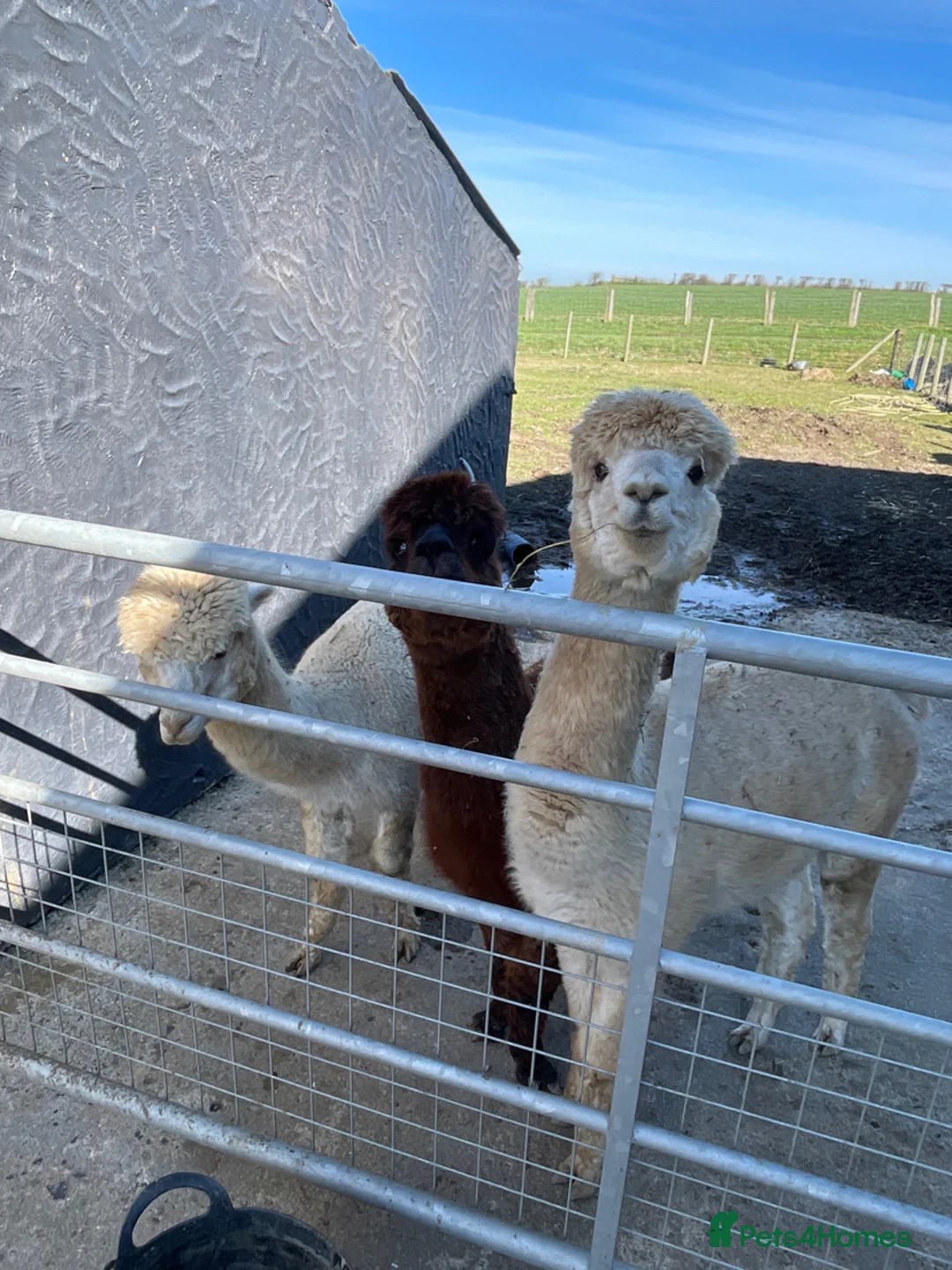 Alpaca livestock for sale: Group of 3 males  - Advert 1