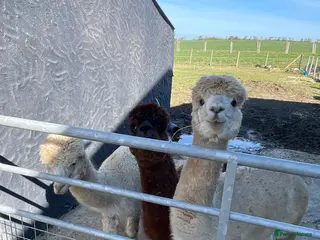 Alpaca livestock Group of 3 males - Advert 7