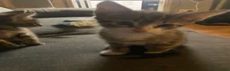 Domestic Shorthair cats for sale: Stunning super friendly kittens in Manchester - Advert 8