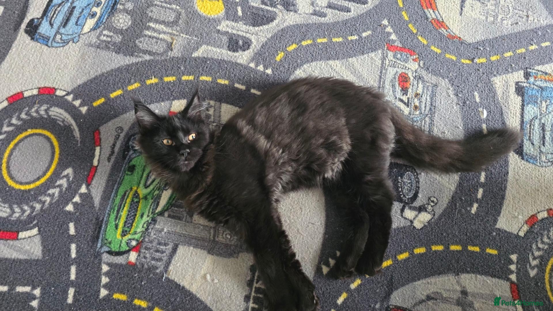 Maine Coon cats ❤️ Little Gentle Giants 🐾 - Advert 1
