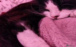 Mixed Breed cats for sale: Artie (Big T)  - Image 4