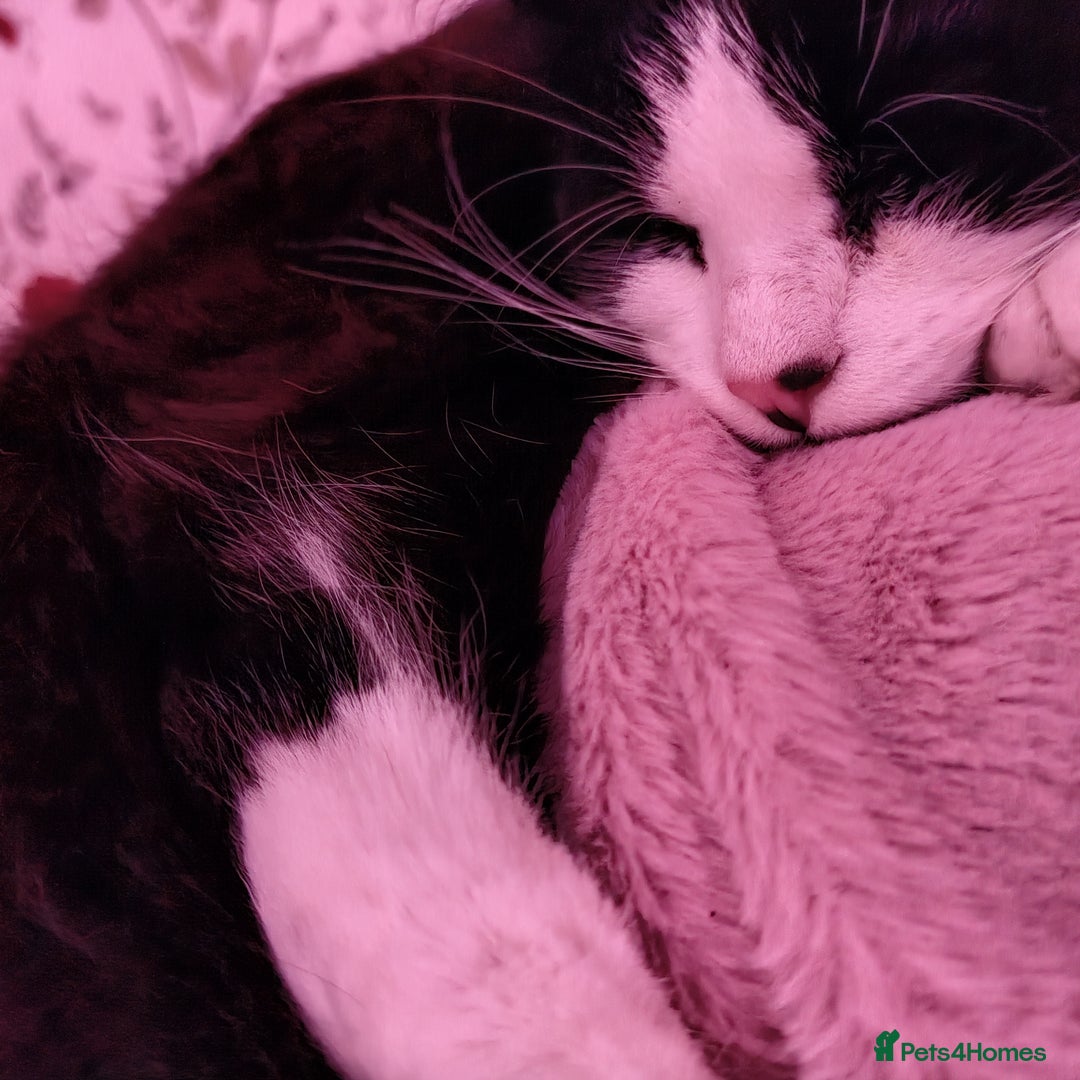 Mixed Breed cats for sale: Artie (Big T)  - Image 4
