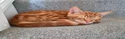 Mixed Breed cats for sale: 3 male ginger kittens ready for rehoming in Kidderminster - Advert 14