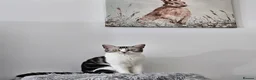 American Shorthair cats for sale: 2 beautiful 3 year old cats  - Advert 13