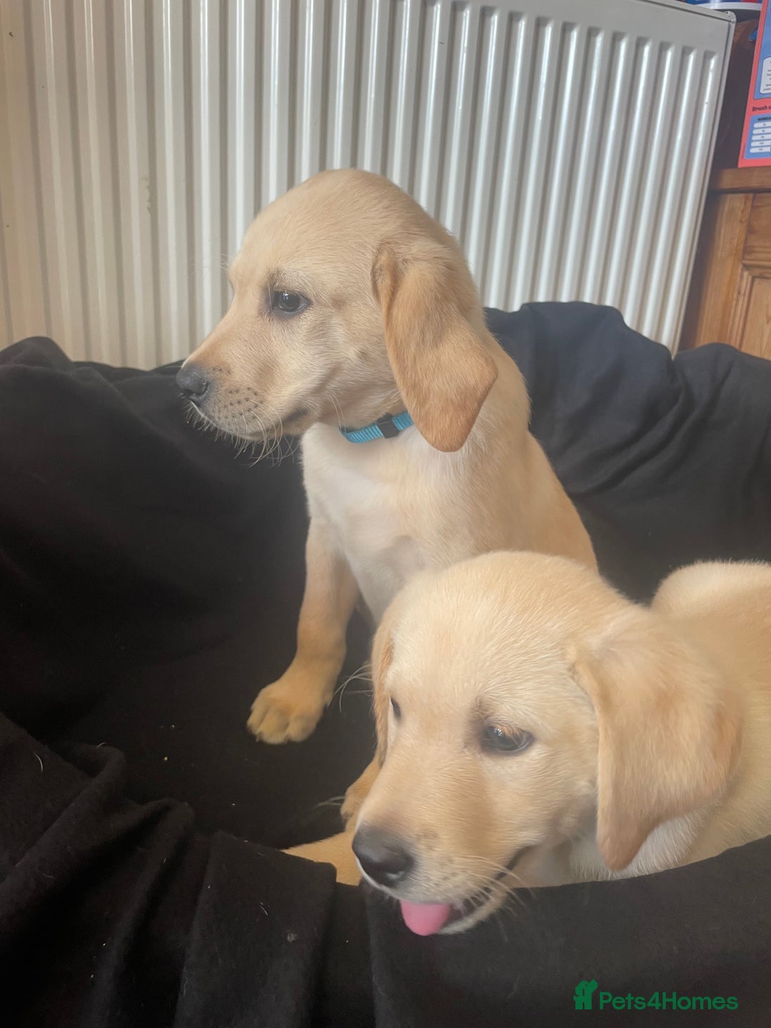 Labrador Retriever dogs for sale: Beautiful Andrex Labrador Puppy’s  - Image 21