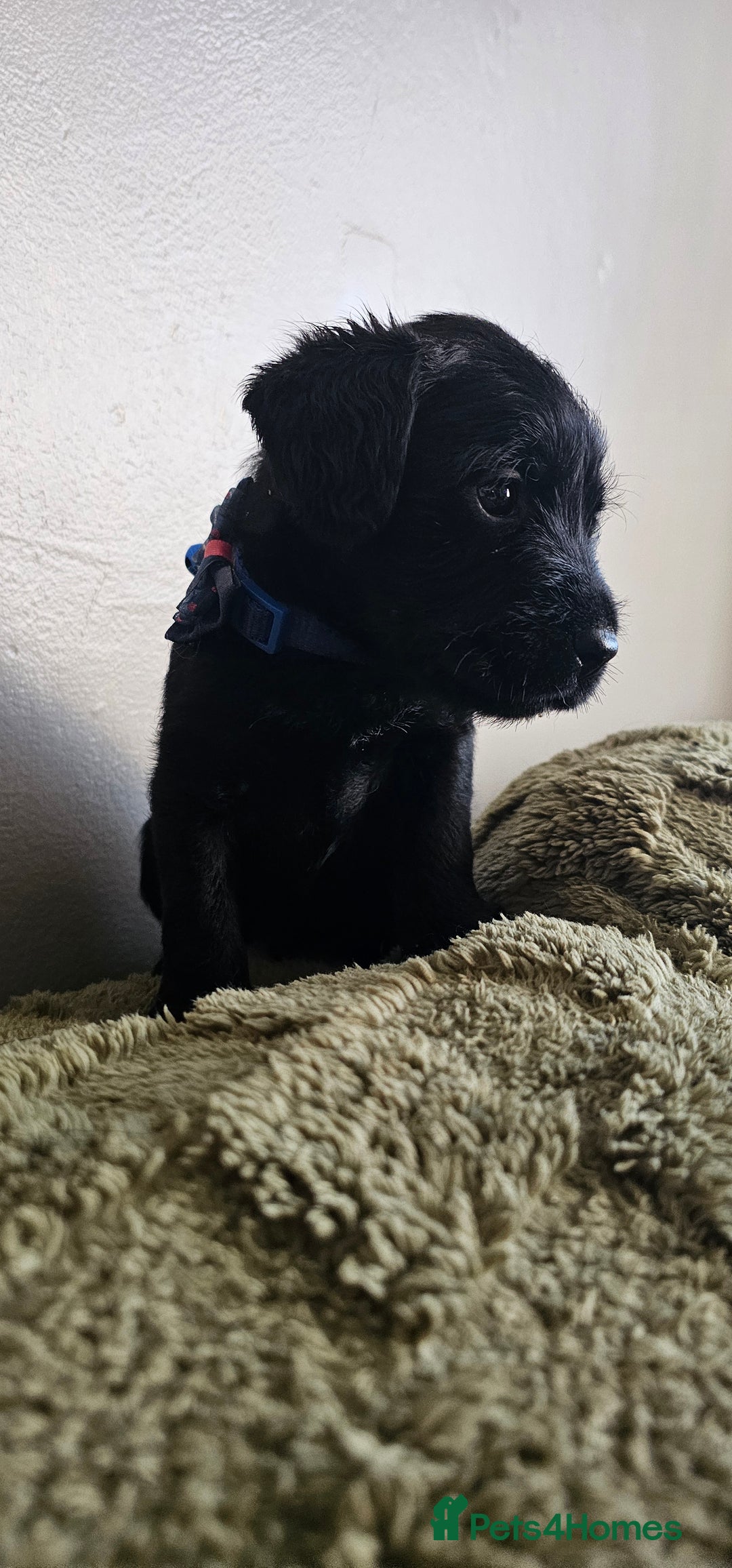 Schnoodle dogs for sale: Perfect schnoodles - Advert 15