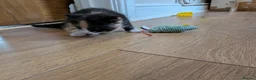 Mixed Breed cats for sale: Adorable, social kittens  - Advert 6