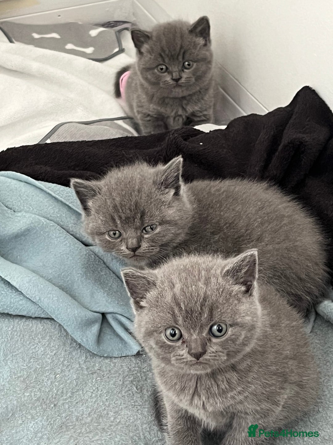 British Shorthair cats for sale: Post to gain interest - Image 4
