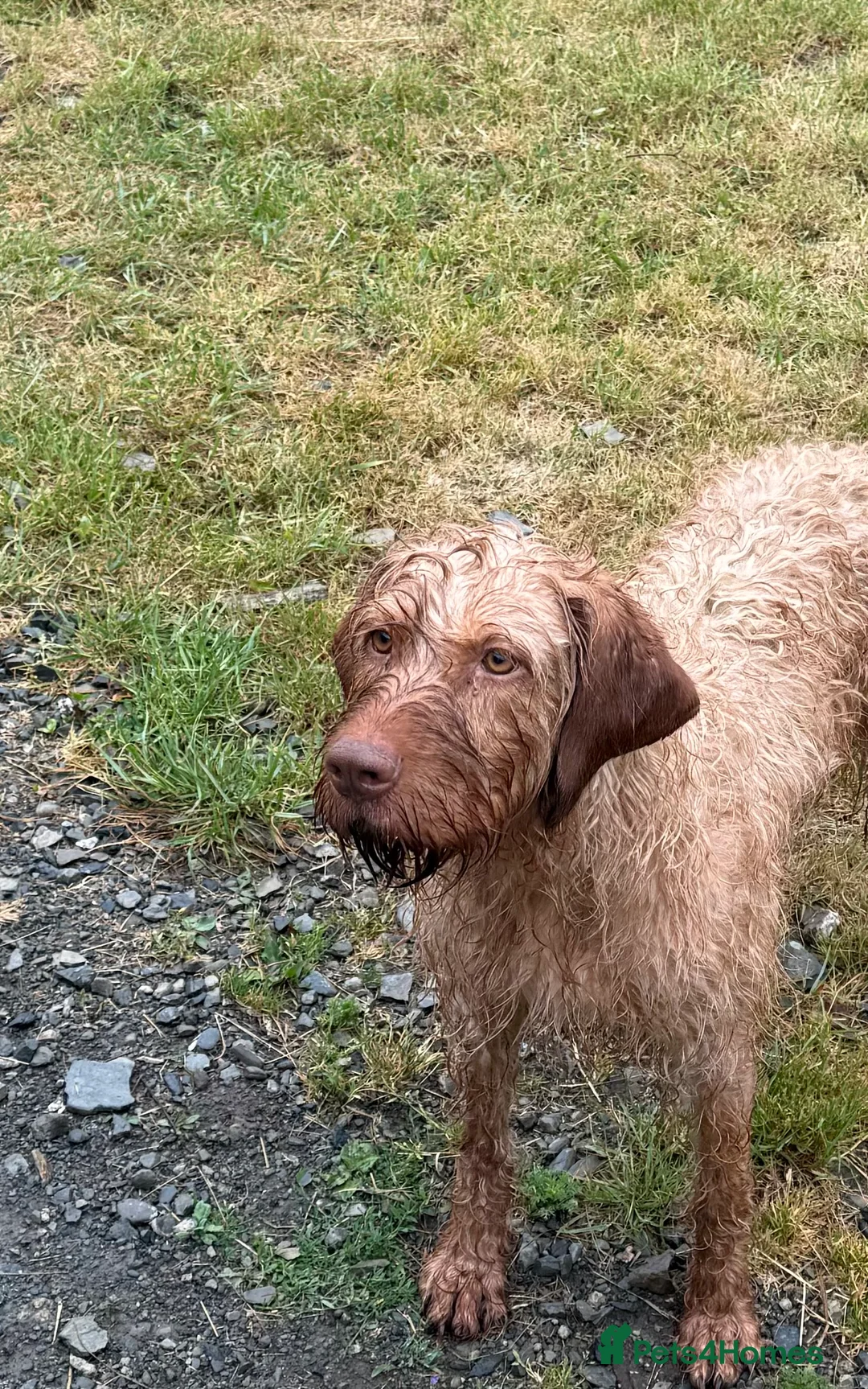 Hungarian Vizsla dogs for sale: KC Reg Hungarian Wirehaired Vizsla Female For Sale - Advert 4