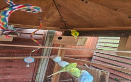 Budgerigars birds for sale: Budgies  - Image 2