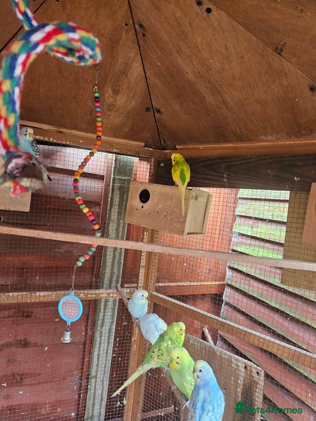 Budgerigars birds for sale: Budgies  - Image 2