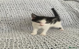 Mixed Breed cats for sale: Beautiful kittens for sale  - Image 7