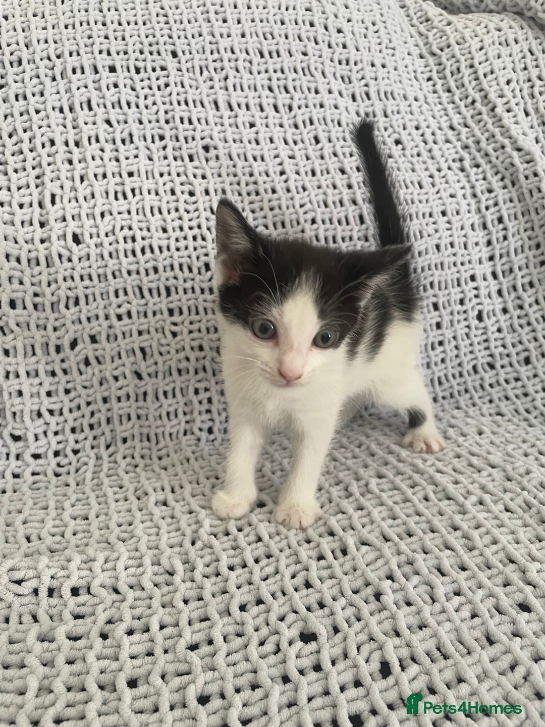 Mixed Breed cats for sale: Beautiful kittens for sale  - Image 7