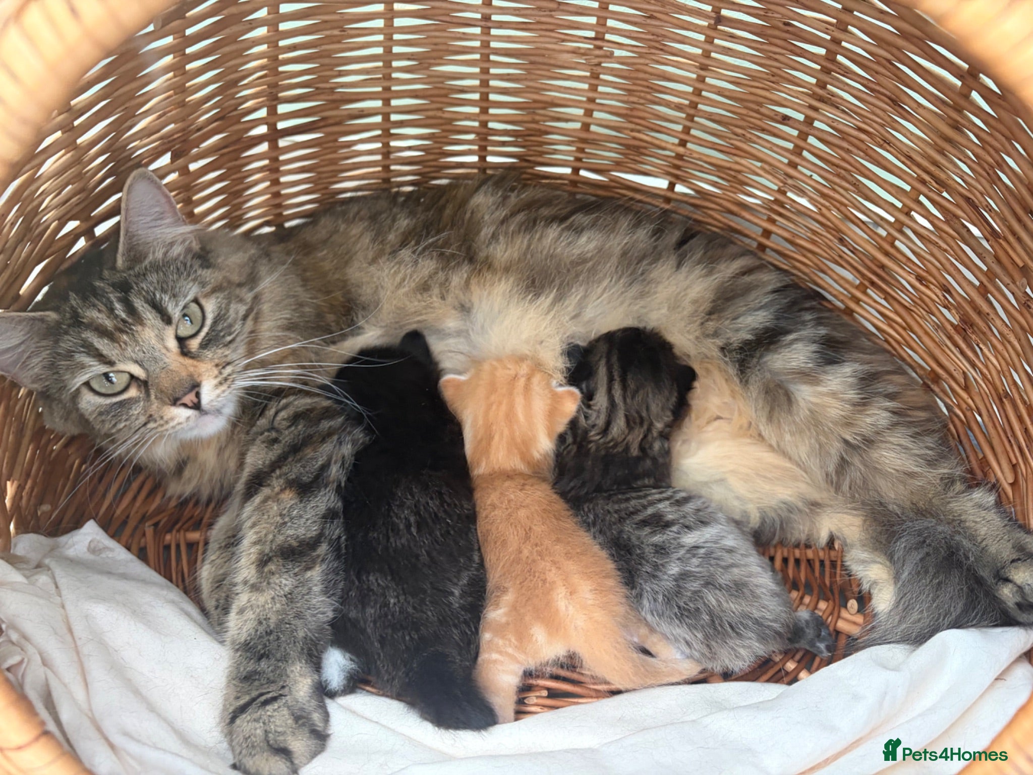Mixed Breed cats Beautiful kittens looking for loving homes  - Advert 1