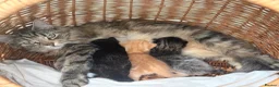 Mixed Breed cats for sale: Beautiful kittens looking for loving homes  - Advert 1